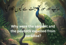سانپ اور مور کو جنت سے کیوں نکالا گیا سانپ اور مور کو جنت سے کیوں نکالا گیا